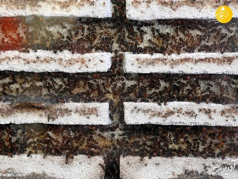 (تصاویر) فروشگاه مورچه فروشی!